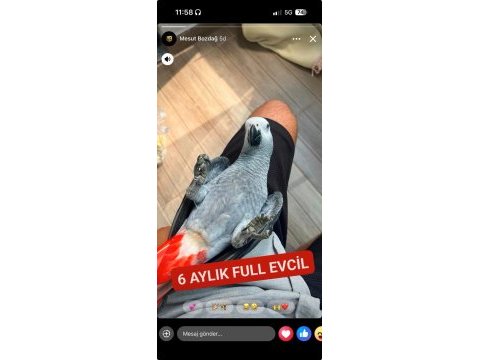 6 aylık full evcil jako papağanı