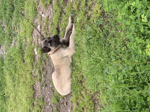 Orjinal safkan kangal