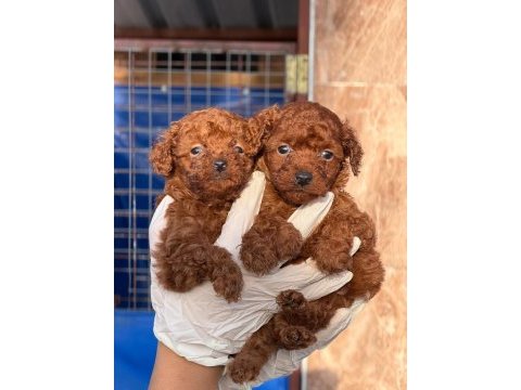 Tatlı poodle bebişler sızı bekliyor