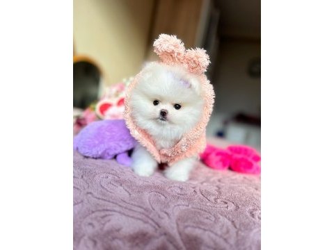 Mini boy pomeranian prenses