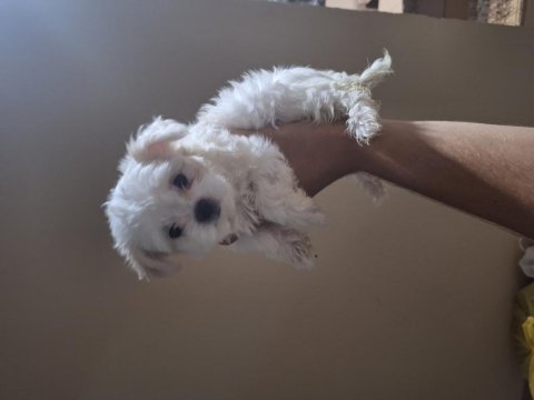 Orijinal 0 numara maltese 2 aylık dişi yavrular