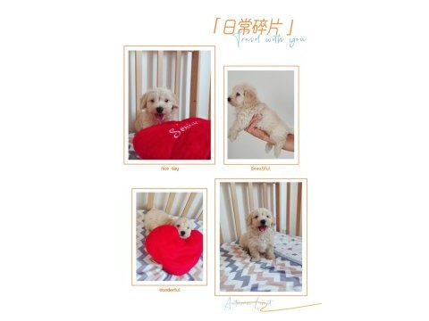 Erkek maltipoo yavrumuz