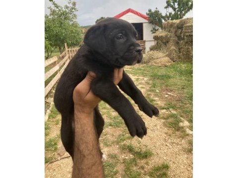 Siyah panter cane corso bebişler