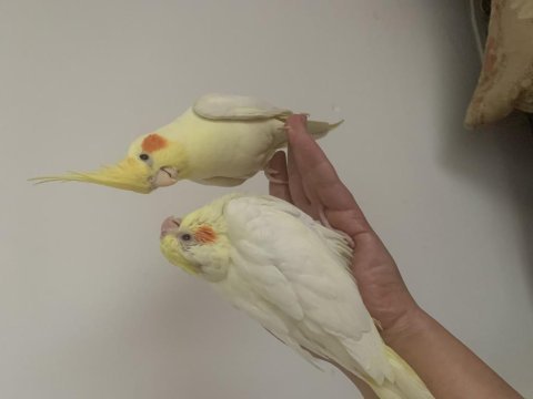 Ele alışkın sultan papağanı