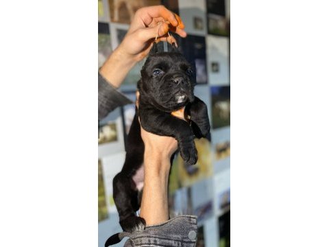 A kalitede estetikli cane corso yavruları mevcut