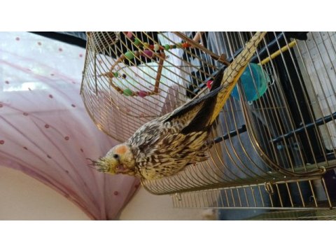 3 aylık sevda ve sultan papağanı ısırması yok