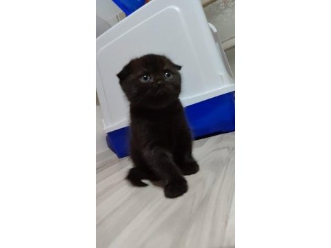 Scottish fold yavrumuz yeni yuvasına gitmeye hazır