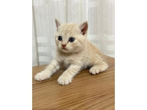 British shorthair 2 aylık