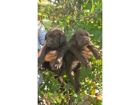 Labrador redriever sevimli yavrular ruhsatlı çiftlik 