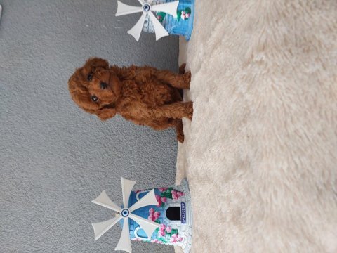 Toy poodle yavrularımız
