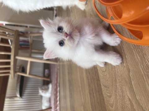 Bembeyaz 2 aylık erkek saf chinchilla kedisi