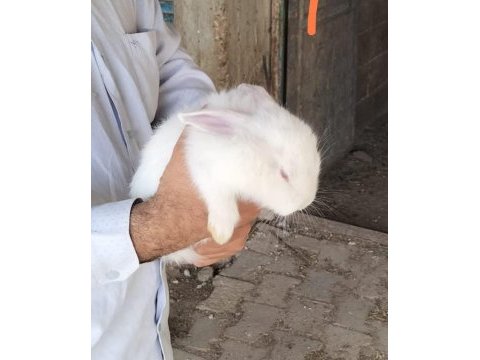 4 adet yeni zelanda
