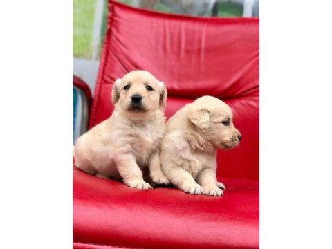 Golden retriever yavrularımız