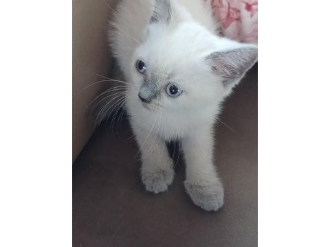 British shorthair yavrularımız