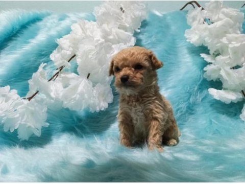 Güzel poodle yavrularımız yeni yuvalarını arıyor