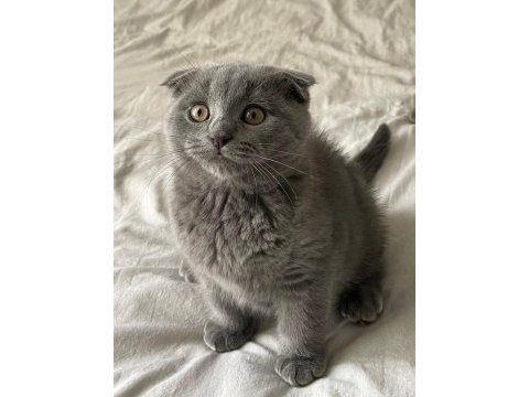 Minik scottish fold oğluşumuza yuva arıyoruz