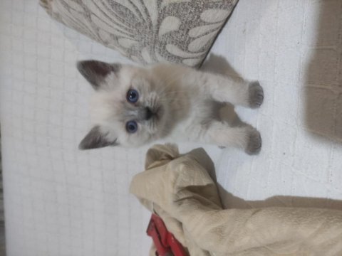 Blue point british shorthair