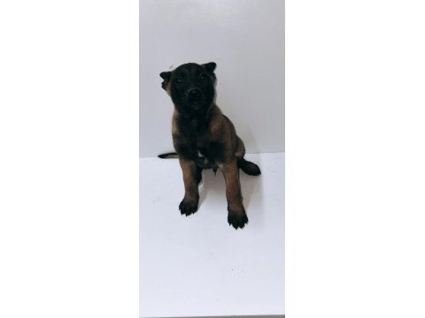 Yavru belçika malinois belçika kurdu