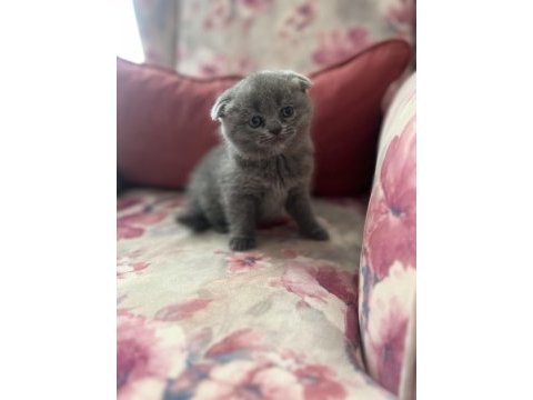 Safkan scottish fold