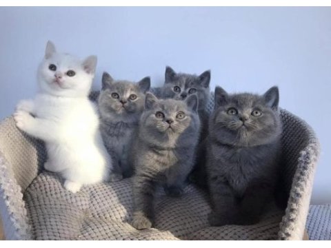 Gri brıtısh shorthair yavrularım 