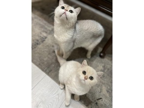 3 aylık british shorthair eşsiz renk