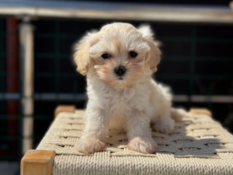 Show kalite kore kan maltipoo yavrularımız