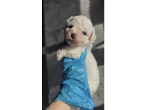 Kore maltipoo yavruları