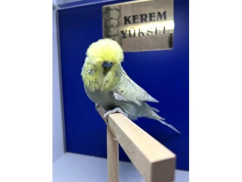 Ele kola alışık konuşan 26 lı genç show erkek muhabbet kuşu