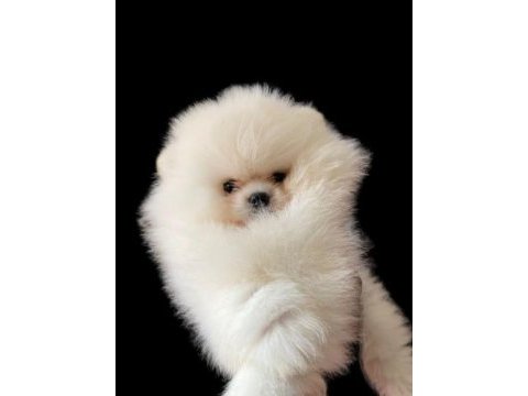 Bebek surat pomeranian