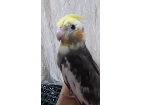 Yavru sultan papağanı 3 aylık
