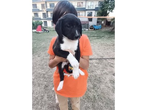 Kırma terrier anneden 5 tatlış yavru