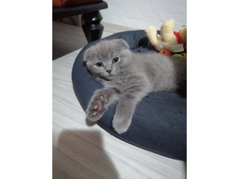 Scottish fold yavru