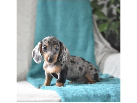 Mini dachshund bebekler çiftliğimizden a kalite