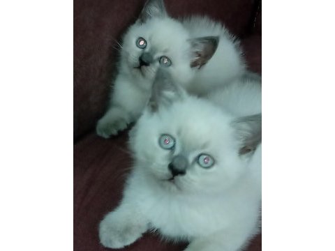 Blue point ve scottish fold yavrular 7 tane