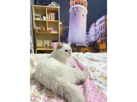Maviş scottish straight pamuk prens
