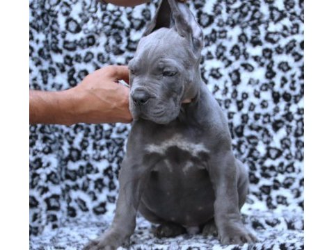Fcı-kıf secereli safkan cane corso yavrular