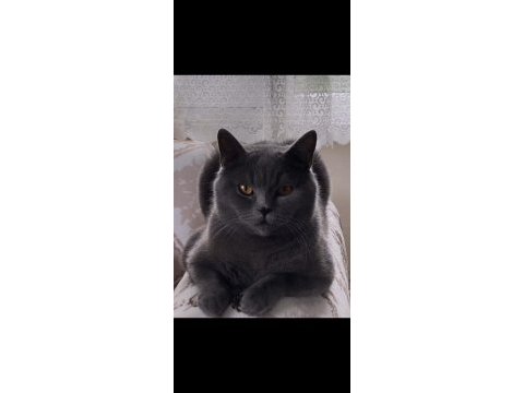 British shorthair oğlum