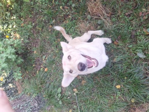 Labrador köpeğimizi sahiplendirme