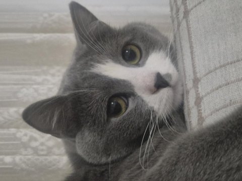 British shorthair (melez)