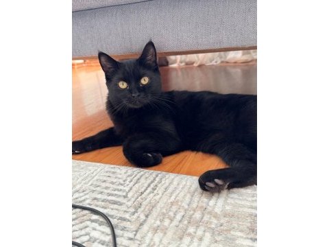 Boncuk gözlü oyuncu boncuk kedimiz bebeğim