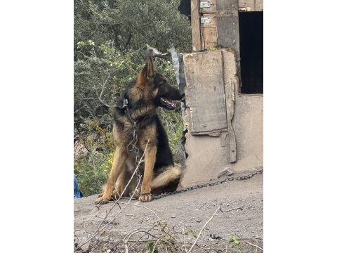 Anne malinois baba alman kurdu