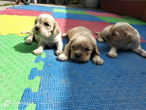 3 erkek cavalier king charles yavru