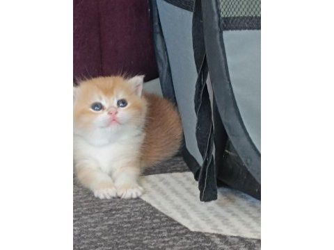 Golden british shorthair muhteşem yavrular
