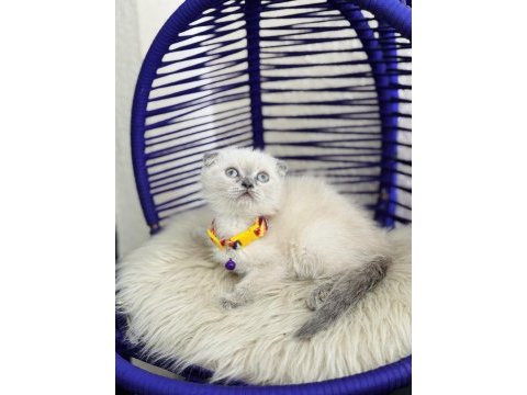 Scottish fold bluepoint dişi erkek yavrular