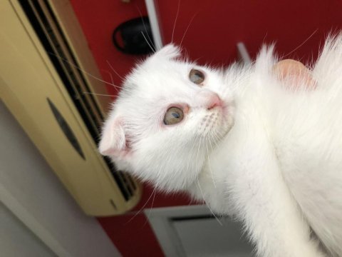 Scottish fold yavrular