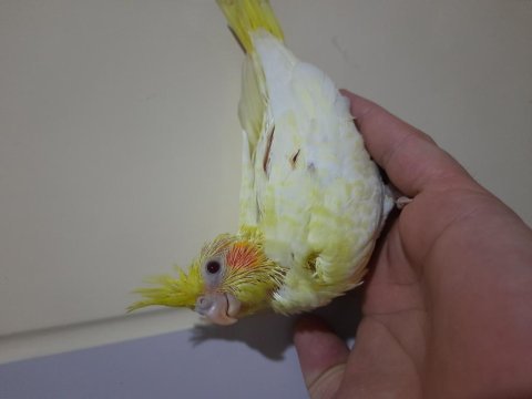 Yavru sultan papağanlar