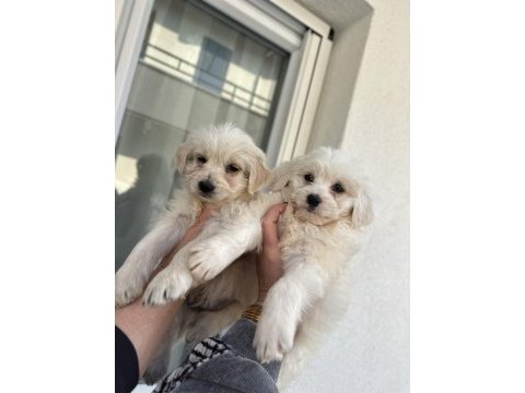 Türkiyede nadir bulunan bichon frise