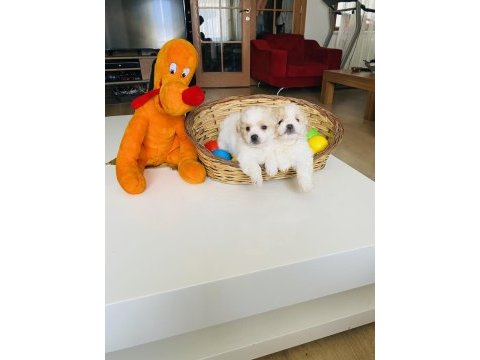 Maltese terrier sıfır numara büyümeyen yavrularım