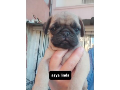 Pug mops bebekler