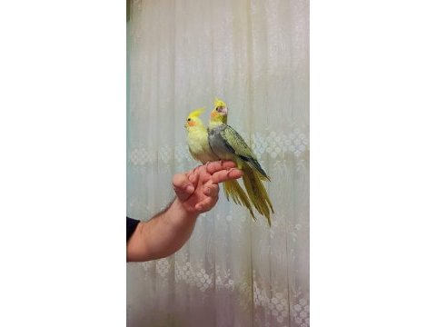 Renk güzeli ısırma bilmeyen sultan papağanlar